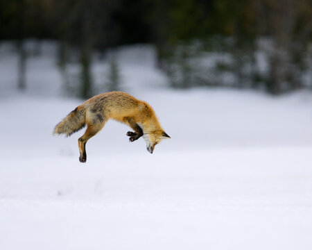 Red fox hunting in the snow