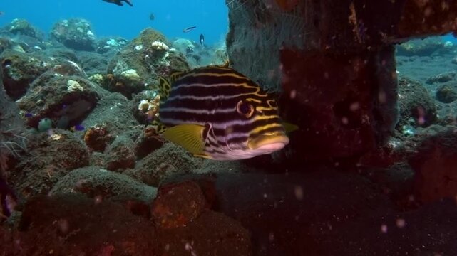  oriental sweetlips