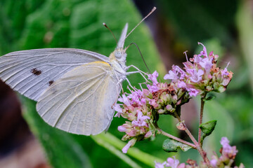 Cabbage White Butterfly Collecting Nectar on Bloom Macro © Stephen