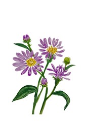 Obraz premium Violet Aster Wildflower Bouquet, Hand-Painted Alpine Daisy Stems with Yellow Centers for Cottagecore Aesthetics