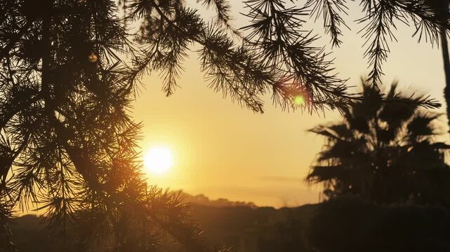 Beautiful nature background in sunset lights, Mediterranean landscape with palms, cedar tree silhouette, pines, over distant mountains on horizon. Sunset glow, slow motion. 