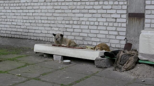 Two scruffy stray dogs rest on an old mattress outside next to a brick wall. The somber scene depicts animal homelessness, neglect, and urban decay.