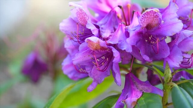 Rhododendron flower, blooming rhododendron Ponticum, Catawbiense. Rhododendron blossom close up. Purple flowers blooming shrub. Flowers of bright colors, closeup. Slow motion. 