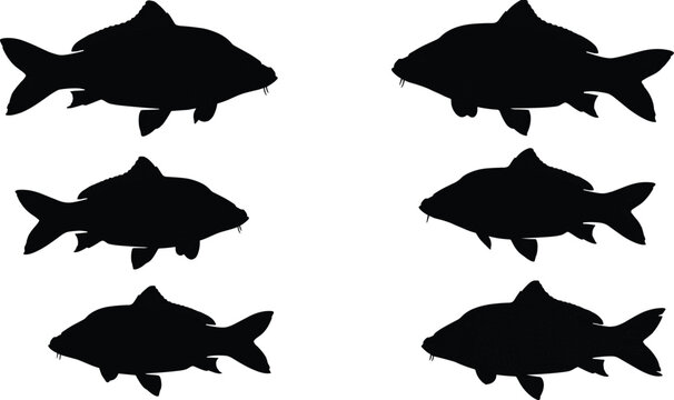 Collection of freshwater carp fish black silhouettes facing opposite directions for fishing industry and graphic design elements