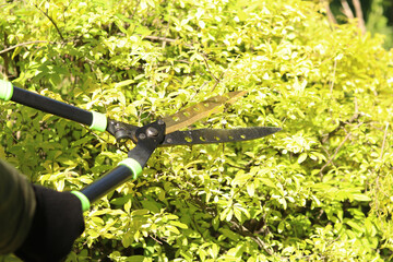 Obraz premium Garden shears during pruning of a green bush. A gardener in gloves cuts deciduous bushes with garden shears. Close-up of the process of garden care. Large manual garden shears with metal blades