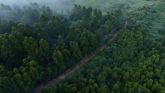 Aerial view of Magoebaskloof forest with a winding dirt road cutting through dense eucalyptus trees under a misty morning sky in Mopani District Municipality, Limpopo, South Africa.