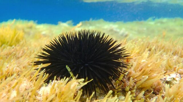 urchin, sea, sea urchin, animal, black, underwater, marine, black sea urchin, mediterranean sea, food, ocean, nature, isolated, life, wildlife, echinus, summer, echinodermata, seafood, water, natural.