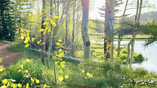A smooth POV shot strolling by a peaceful lake in a mixed pine and aspen forest at sunset. Warm sunbeams pierce through trees, illuminating fresh green leaves fluttering in wind. Serene nature.