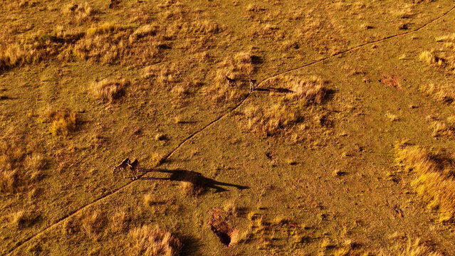 Aerial view of zebras walking through the dry savanna grass with long shadows cast on the landscape, iNtabazwe, Free State, South Africa.