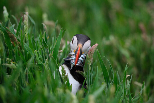 Puffin catches eels