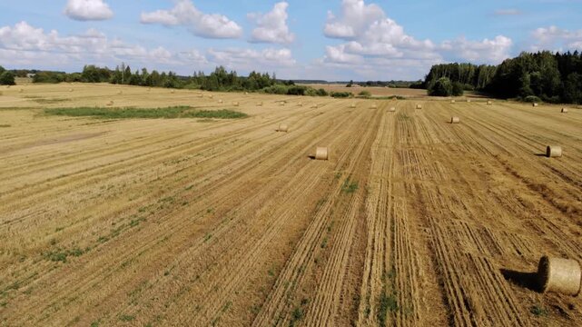Aerial drone footage capturing a vast, hilly agricultural field in the Lithuanian countryside after harvest. Numerous round hay bales are scattered across the golden stubble under a bright blue sky wi