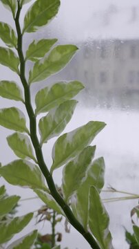 Variegated houseplant with green and white leaves grows by a window. The camera slowly pulls back, revealing a cold, snowy winter scene outside.