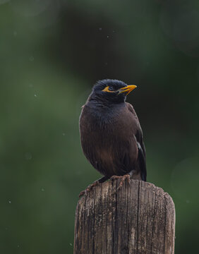 Common myna perching on a wood piece