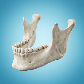 3D Render Medical Human Mandible Jawbone Anatomy with Teeth Structure Dental Skeletal Model Isolated Background