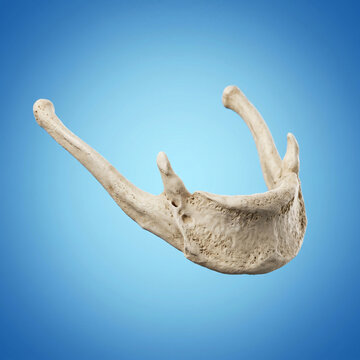 Human Mandible Jaw Bone Anatomy Isolated on Blue Background for Medical and Dental Education