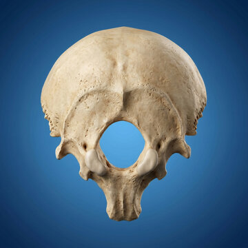 Human Occipital Skull Bone with Foramen Magnum Anatomy Isolated for Medical Education and Research