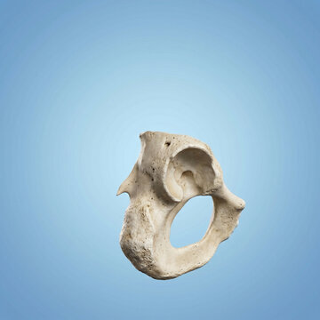 Atlas Cervical Vertebra Anatomy Isolated on White Background for Medical Education and Research