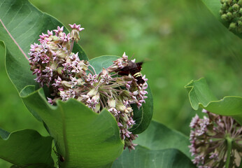 Macro view of a hummingbird sphinx moth worker insect executing essential ecological pollination on common milkweed in Marshall Michigan. © Lacy