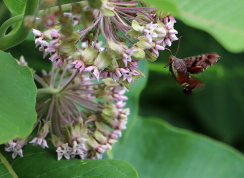Vibrant horizontal composition featuring a hummingbird hawk moth hovering mid-pollination on common milkweed in Marshall Michigan.