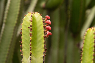 Fototapeta premium Euphorbia canariensis pertenece a la familia Euphorbiaceae.