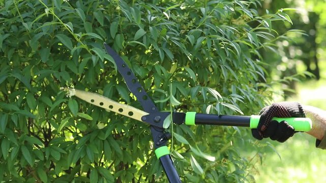 Garden shears during pruning of a green bush. A gardener in gloves cuts deciduous bushes with garden shears. Close-up of the process of garden care. Large manual garden shears with metal blades