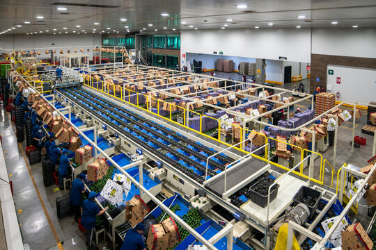 WIDE SHOT OF AN AVOCADO PACKING HOUSE IN MICHOACAN 
