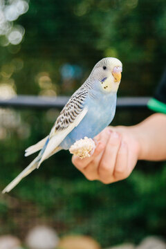 bird in hand