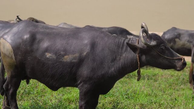Water Buffalo Herd Grazing in Grassy Field