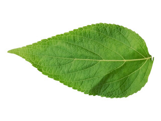 Fototapeta premium Single fresh green leaf isolated on transparent background