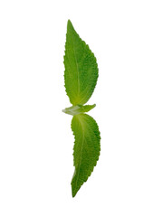 Fresh green mint leaves isolated on transparent background © Joyanto