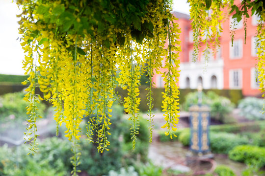 Close-up of hanging yellow laburnum flowers with a blurry red building in the background.