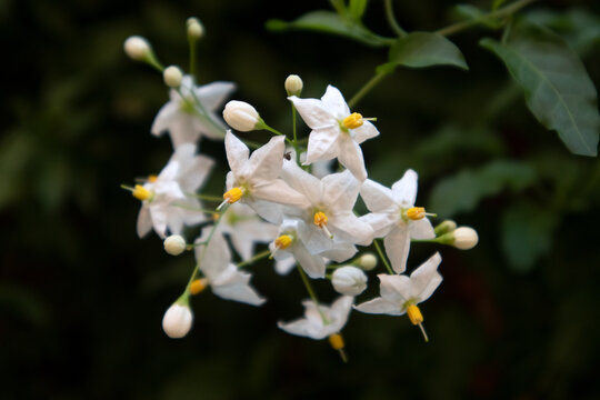 Elegante grappolo di piccoli fiori bianchi a forma di stella con vistosi stami gialli in piena fioritura, isolato su uno sfondo verde scuro naturale sfocato