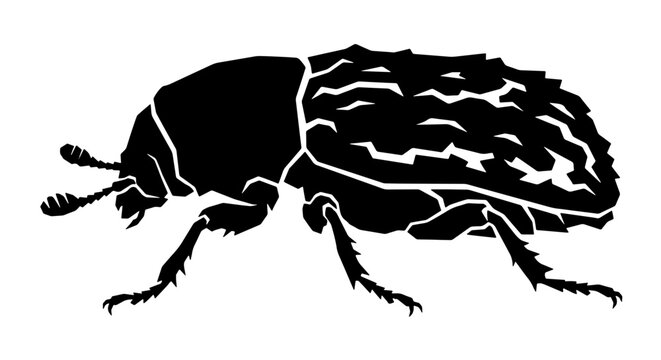 Vintage beetle insect silhouette vector, black bark beetle woodborer illustration, hand drawn bug graphic for biology and pest control branding