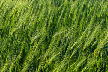 Obraz premium Textured top view of a dense green field of young barley or wheat swaying in the wind. Bright lush spikelets create a beautiful natural pattern under the sun rays. Perfect background for agricultural 