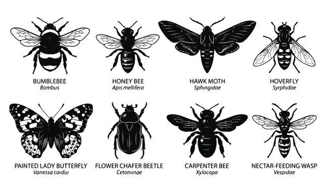 Collection of various insects including bees, butterflies, and beetles in black and white