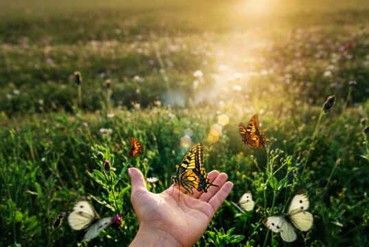 Hand releasing butterflies in sunlit wildflower meadow