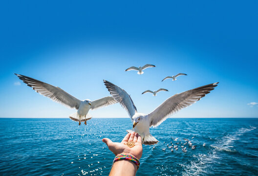 Seagull landing on hand for feeding above sparkling sea