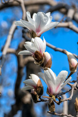 Beijing, China - March 19 2026: Close-up of elegant Yulan Magnolia flowers with pinkish edges, against a clear blue sky at the Summer Palace. © Xiaohan