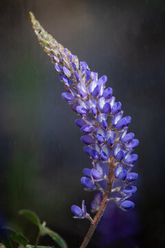 Purple lupine flowers bloom in soft focus against blurred green grass. Vibrant petals rise above slender stems in natural wild setting.