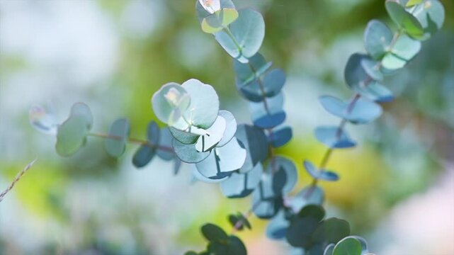 Eucalyptus plant growing, leaves. Fresh Eucalyptus growing in a garden, nature background, scented, essential oil. Aromatherapy. Slow motion, close up. 