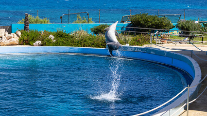 Mediterraneo Marine Park, schwimmende, Springende Delfine, Malta in Europa © Baber