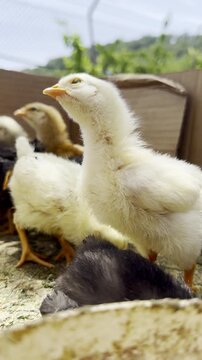 Fluffy baby chick standing with other chicks outdoors