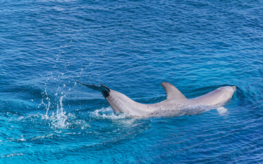 Naklejka premium Mediterraneo Marine Park, schwimmende Delfine, Malta in Europa