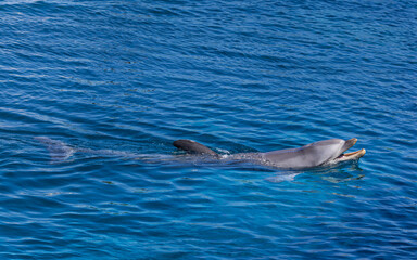 Fototapeta premium Mediterraneo Marine Park, schwimmende Delfine, Malta in Europa