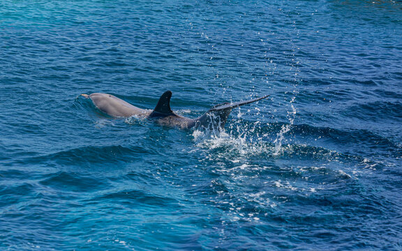 Mediterraneo Marine Park, schwimmende Delfine, Malta in Europa