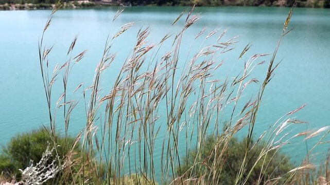 Reeds swaying in wind by a turquoise lake shoreline