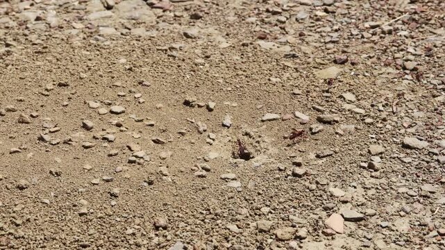 Red winged ant swarm on sandy ground near nest