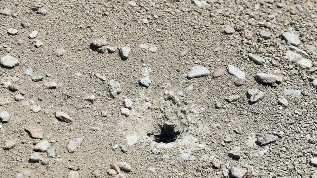Red winged ant nest hole in dry soil closeup texture