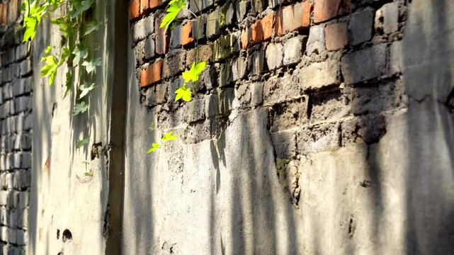 Sunlit Brick Wall with Ivy Leaves and Rustic Plaster Texture