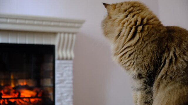 In a cozy room, a cat is lounging by the fireplace. The warm, dancing flames cast a gentle glow on the walls and highlight the cat&rsquo;s fur. The cat looks utterly relaxed, Autumn atmospheric mood